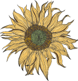 Ragged Sunflower